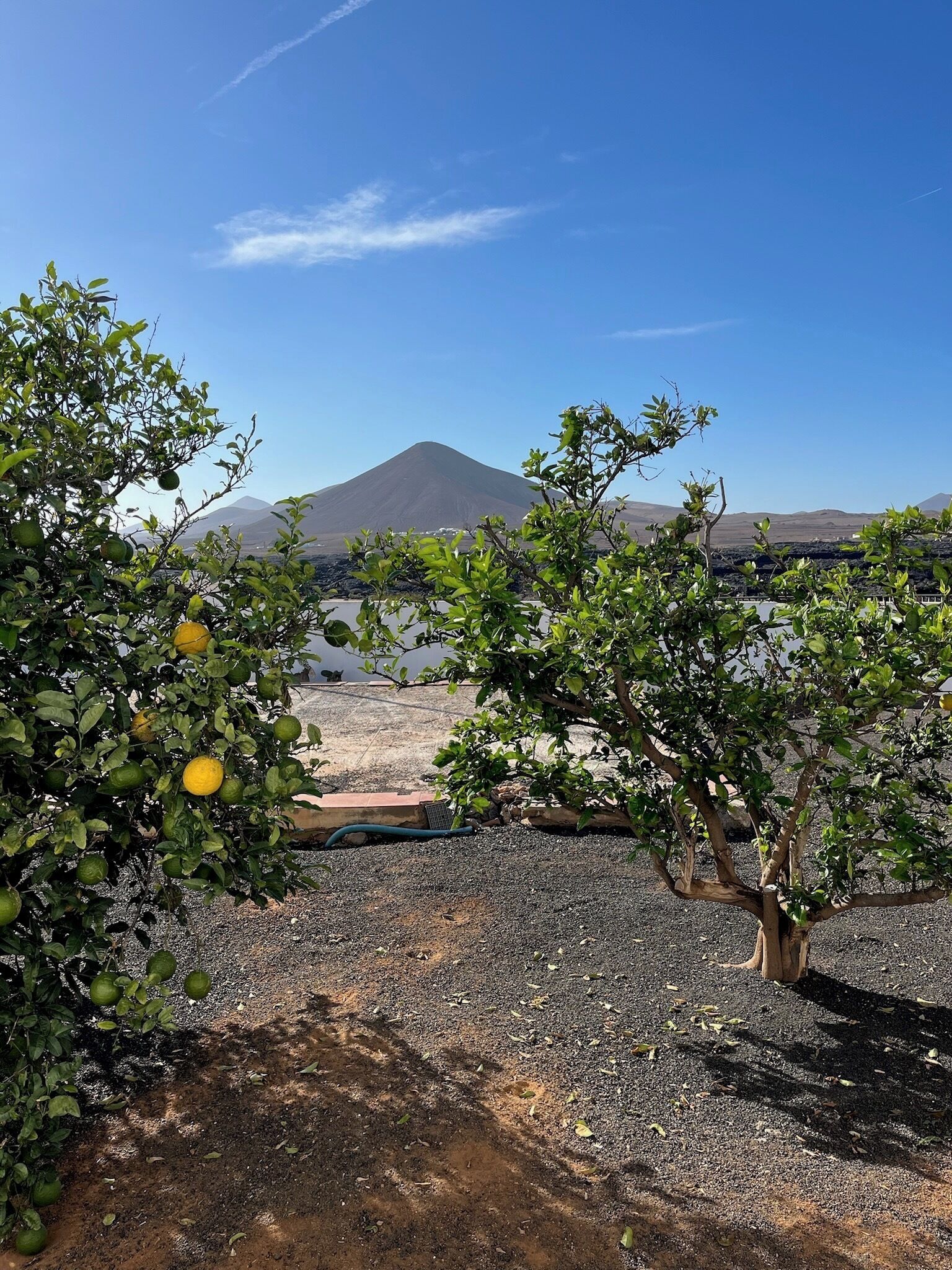 An orchard with citrus trees and a mountain in the background.