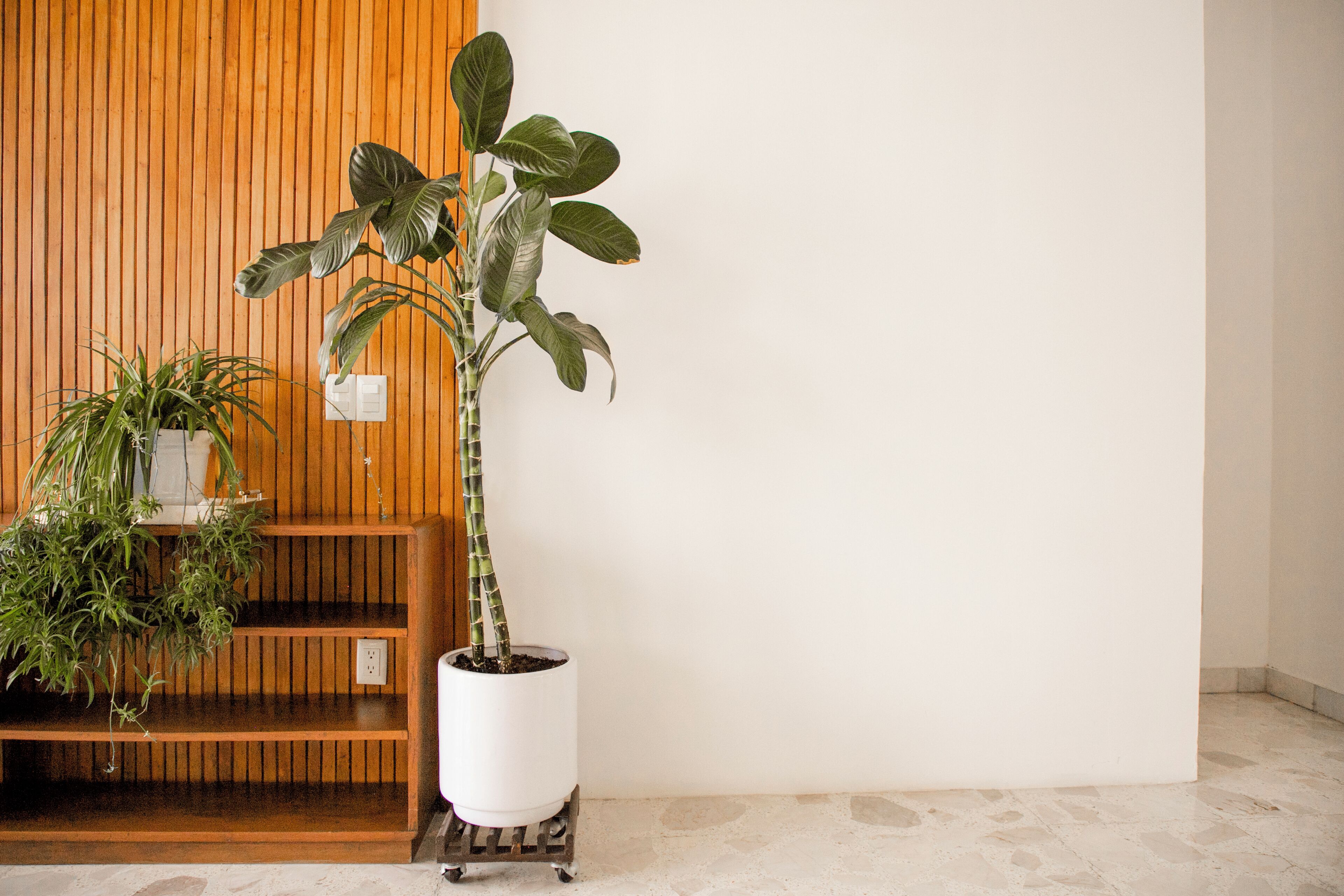 Una planta en maceta sobre un pedestal en una habitación con pared de paneles de madera y suelo de baldosas.