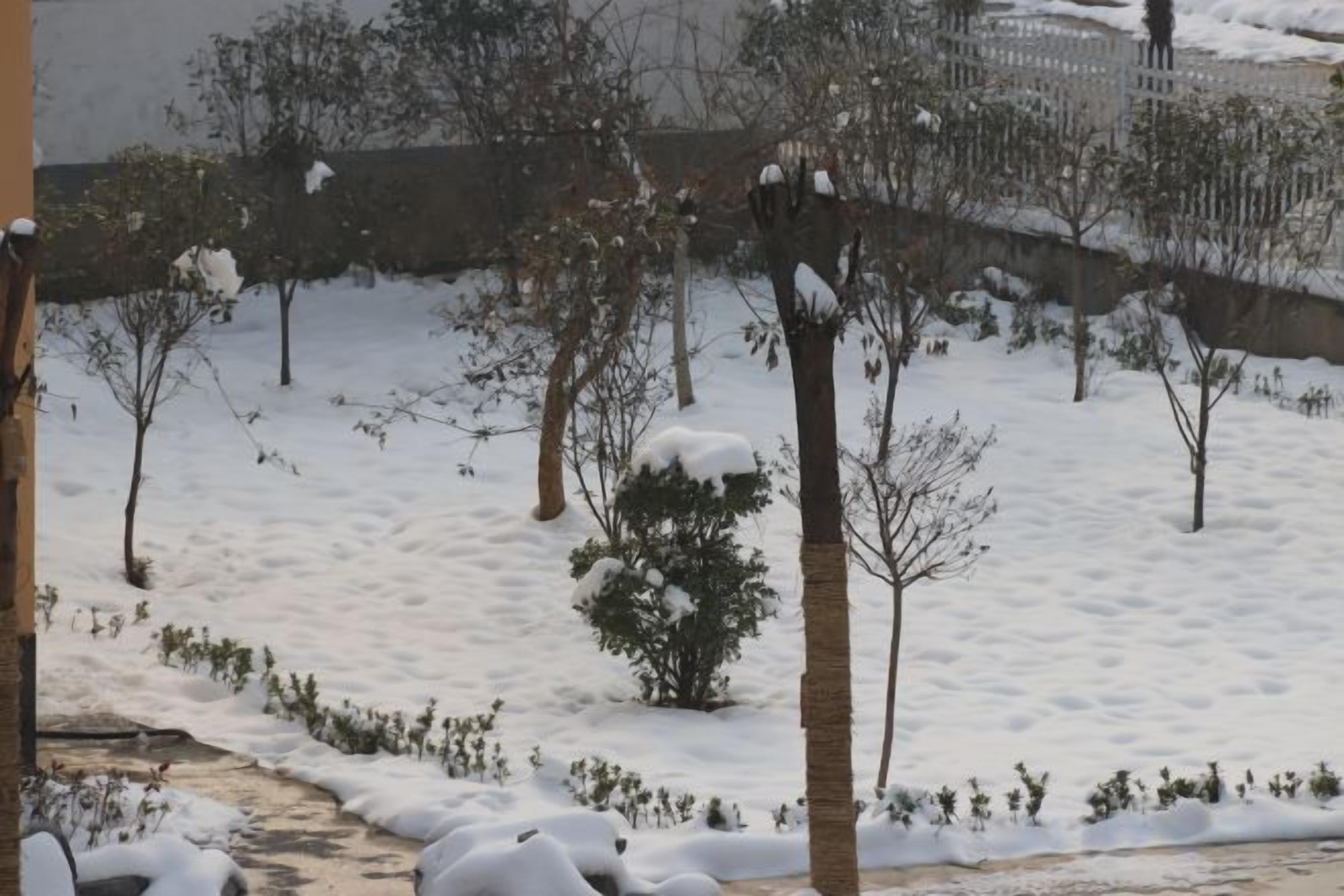 A snowy landscape with trees and a fence.