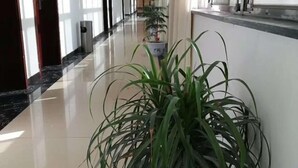 Un pasillo con una planta en maceta, un bote de basura y una puerta.