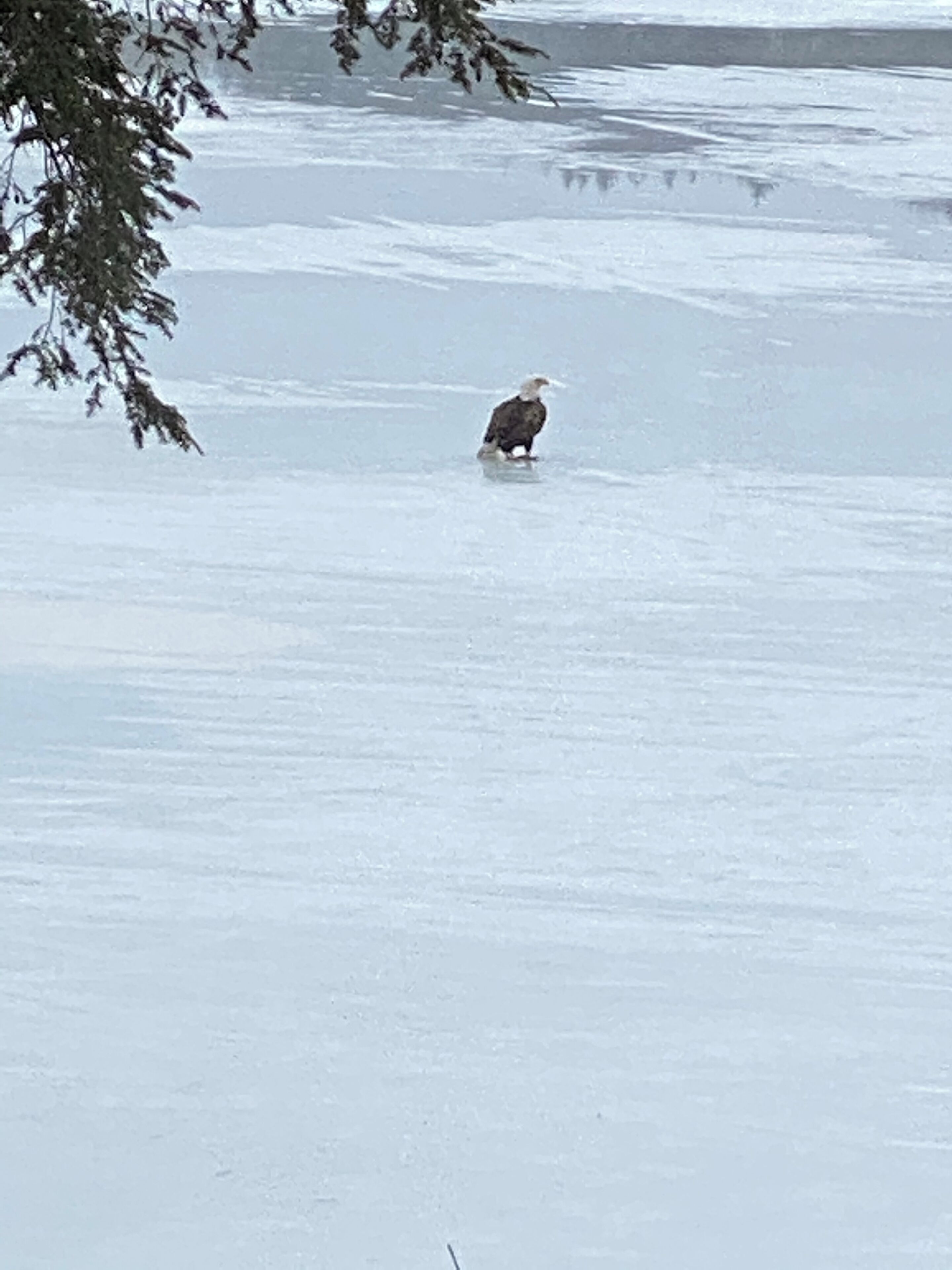 A bird standing on snow.