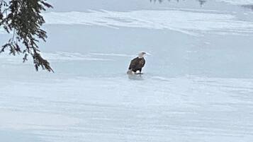 A bird standing on snow.