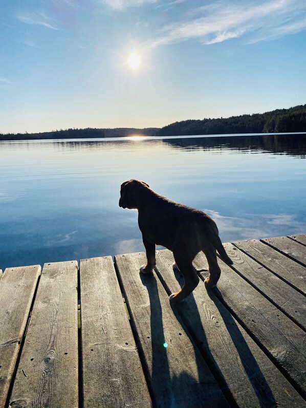 Pet-friendly - Escape to Bear Cove: Your Cozy Lakeside Getaway on Meddybemps Lake! 🌲🏞️ (Baileyville)