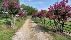 Un chemin de gravier bordé de clôtures métalliques vertes et d’arbres en fleurs.