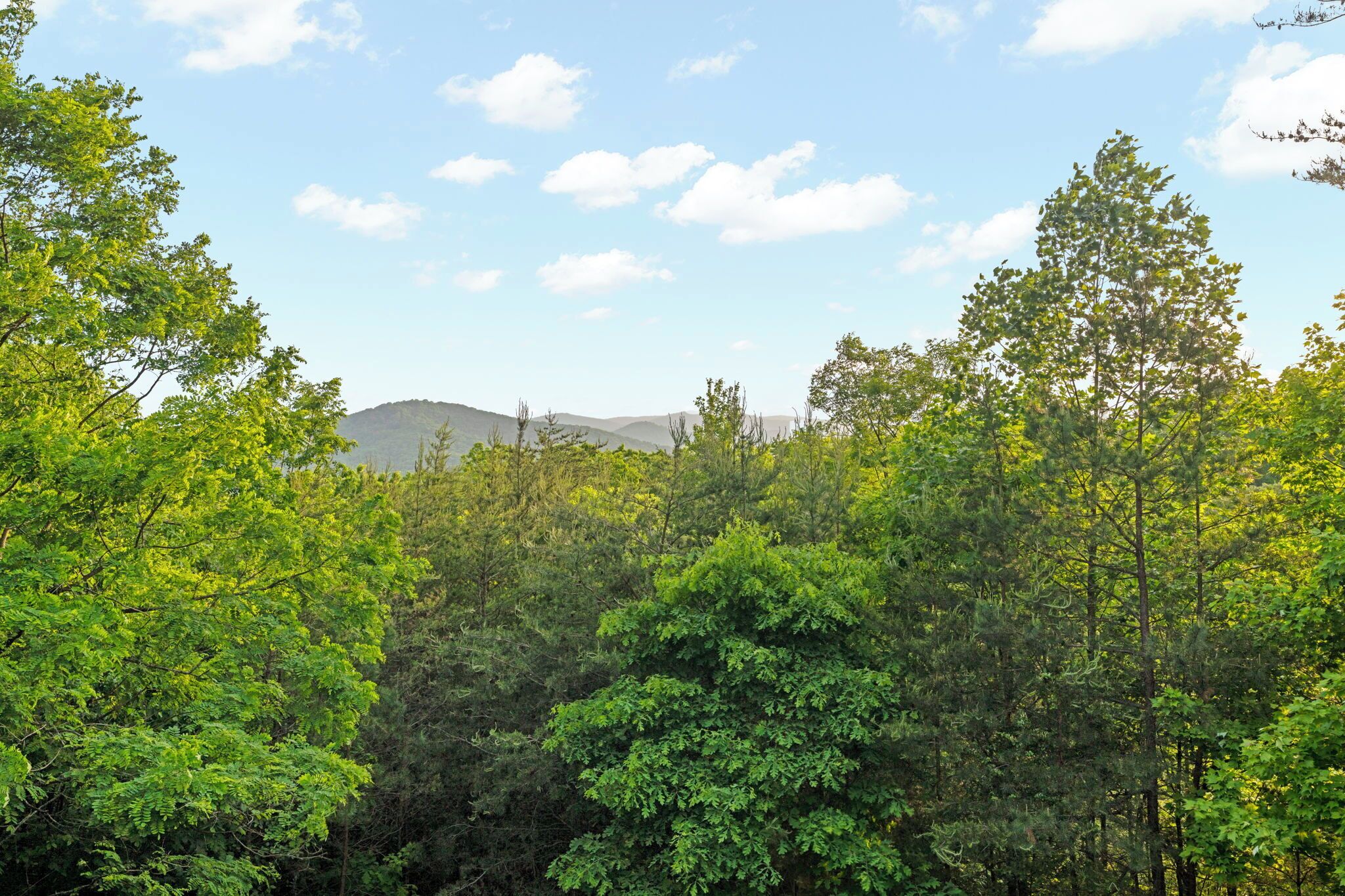 Une forêt dense, avec une montagne en arrière-plan.