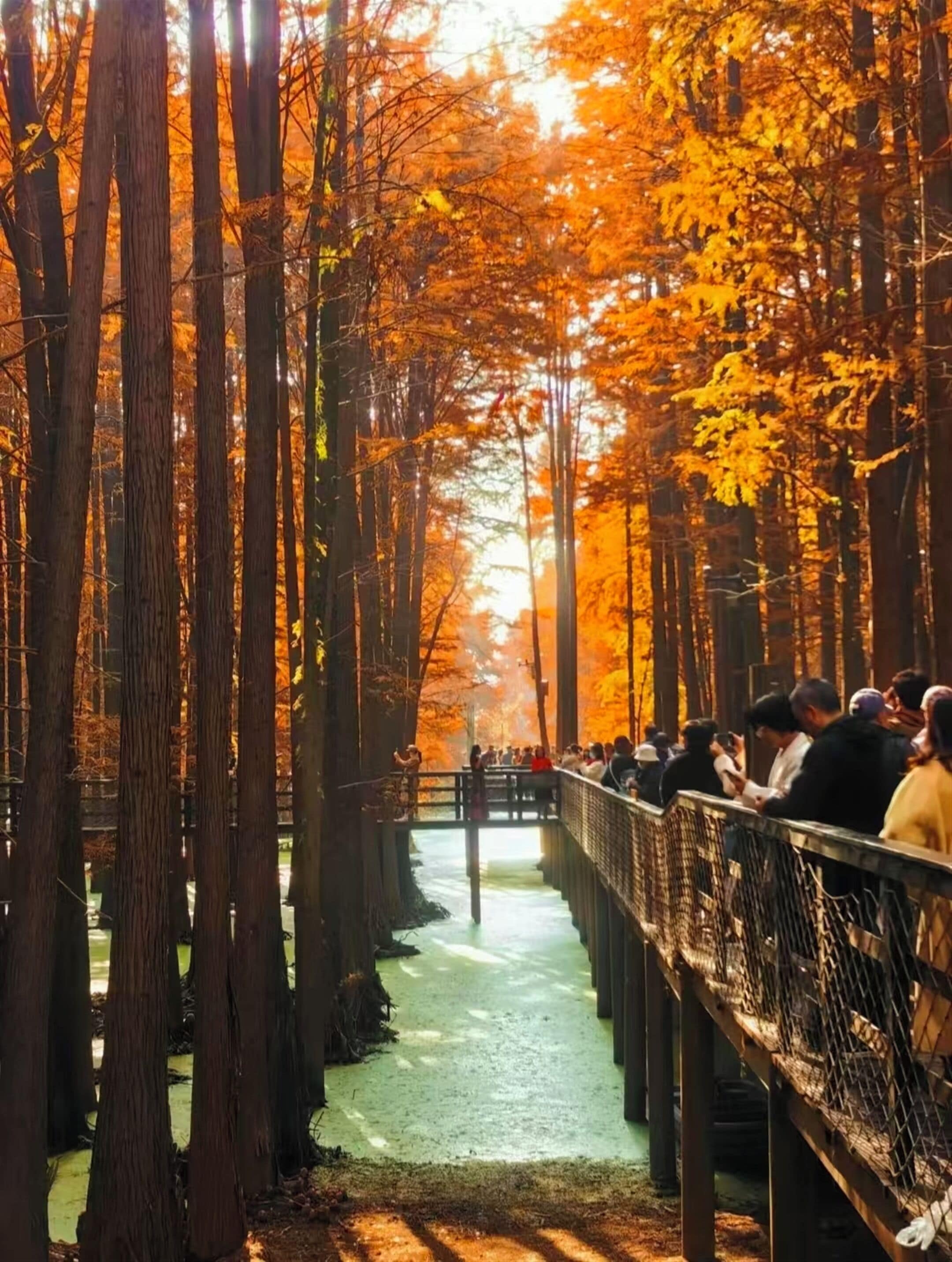 A forest walkway with a bridge, surrounded by tall trees and a pathway.
