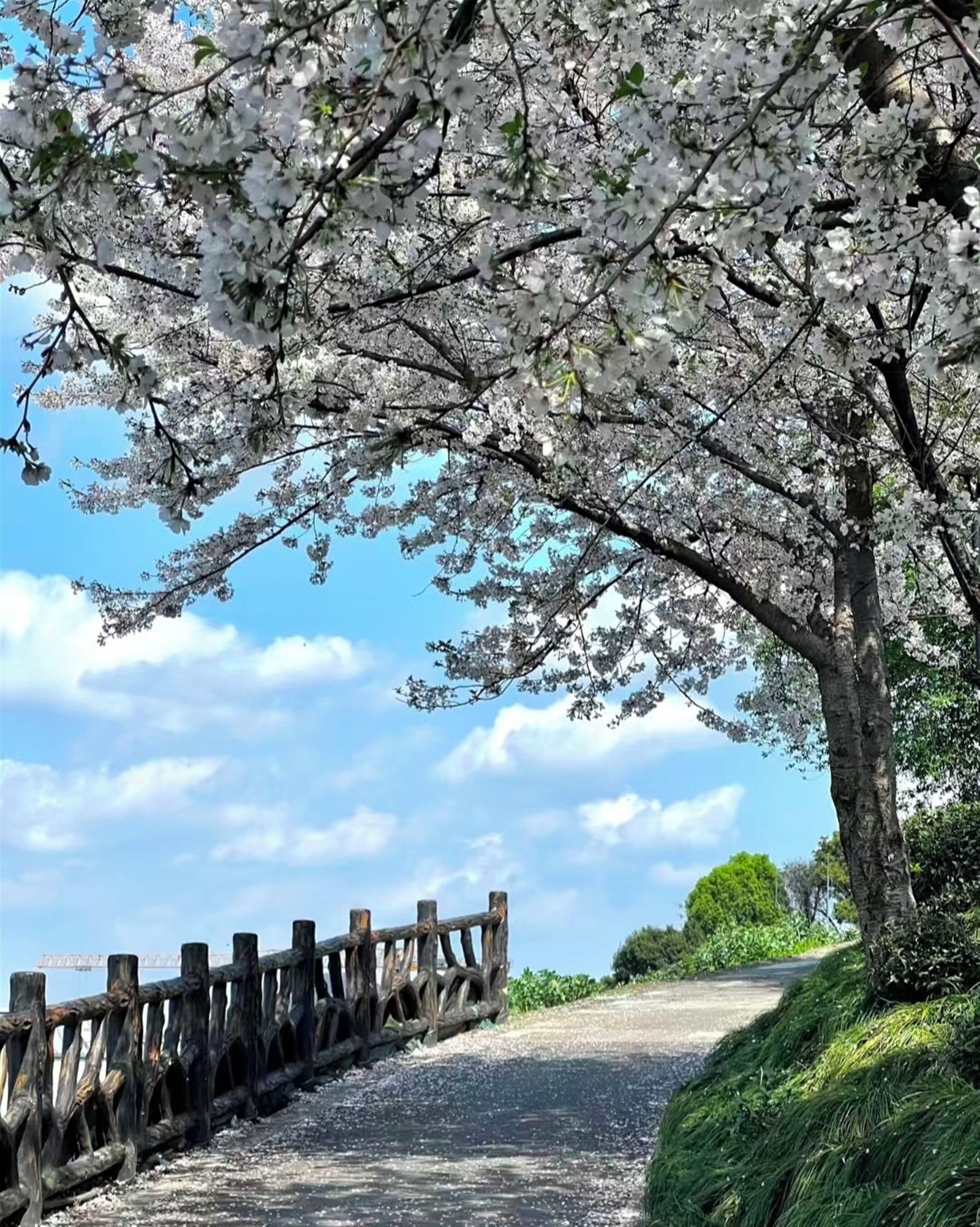 Ein Weg mit Holzzaun an einer Seite und Kirschblüten darüber.