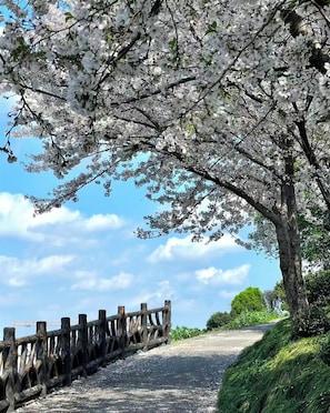 A pathway with a wooden fence on one side and cherry blossoms overhead. - Lemon Hotel-Hangzhou West Lake (Hangzhou)