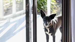 A dog standing at a glass door with a view of a green outdoor area. - Cedar Cabin 1 - 2 bedroom with 1 x queen and 1 King or 2 king singles + sofa bed (Pokolbin)
