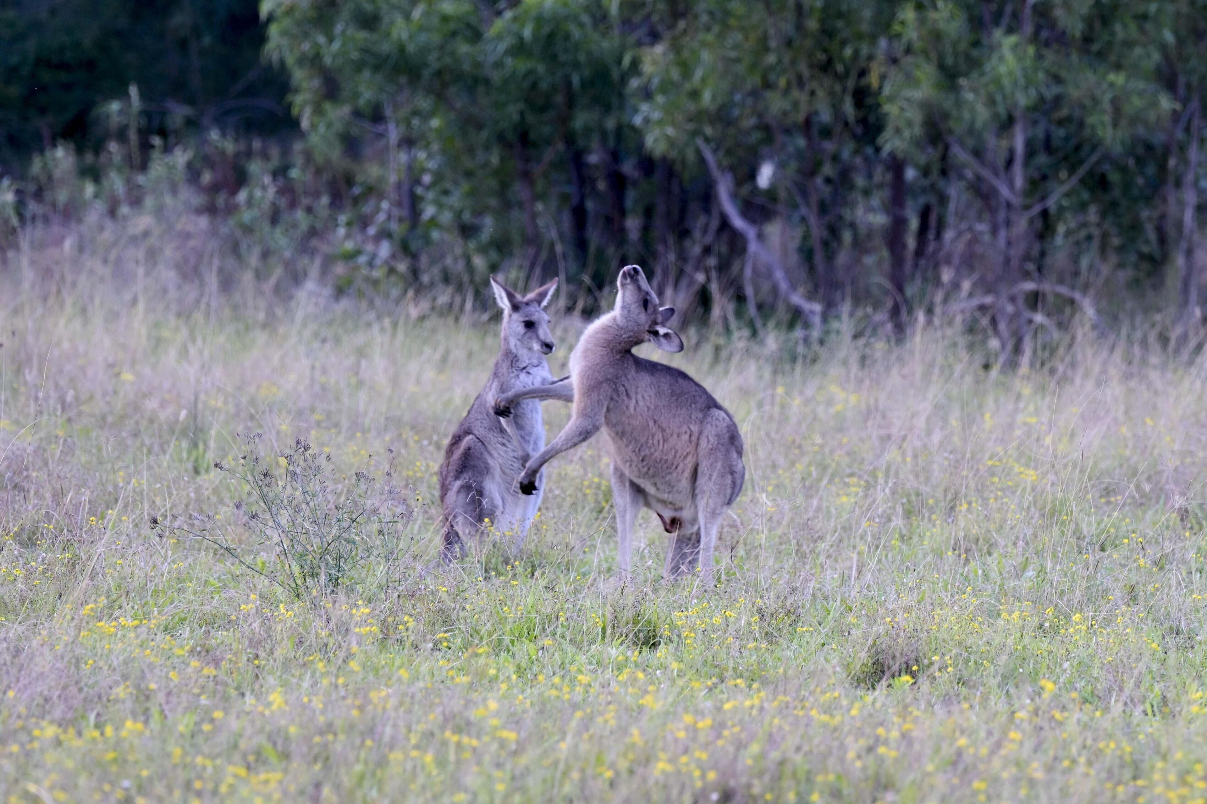 Dos canguros en un campo con flores amarillas y árboles al fondo.
