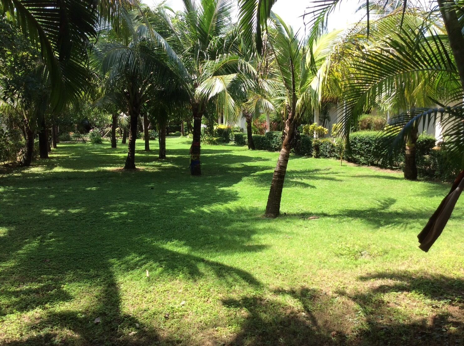 Un jardín exuberante con palmeras y césped cuidado.