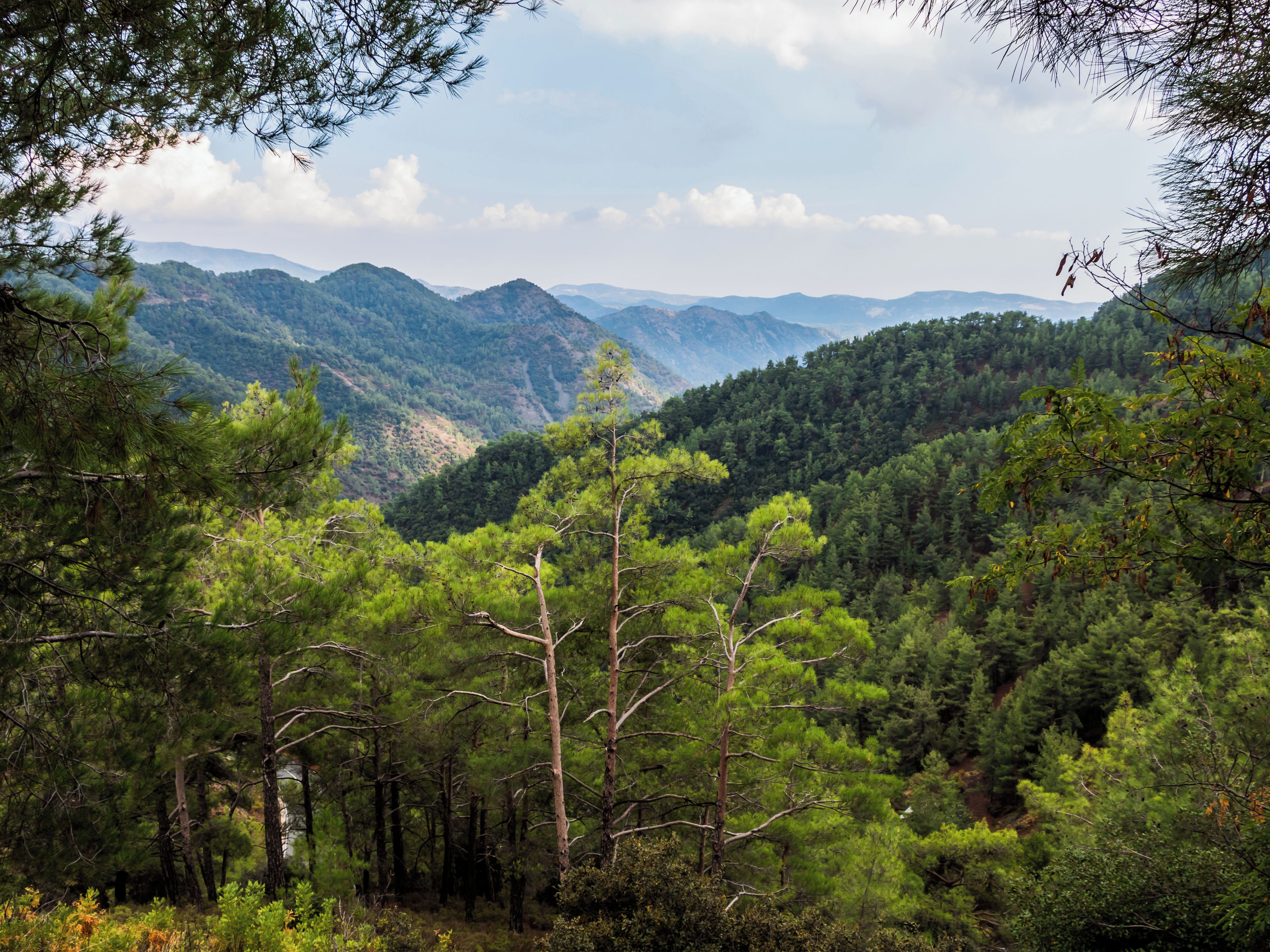 Un paisaje montañoso cubierto de bosques frondosos con pinos densos y un cielo despejado.