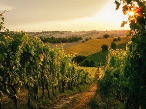 Exterior - Sanders Arsorama Arsos (Arsos)