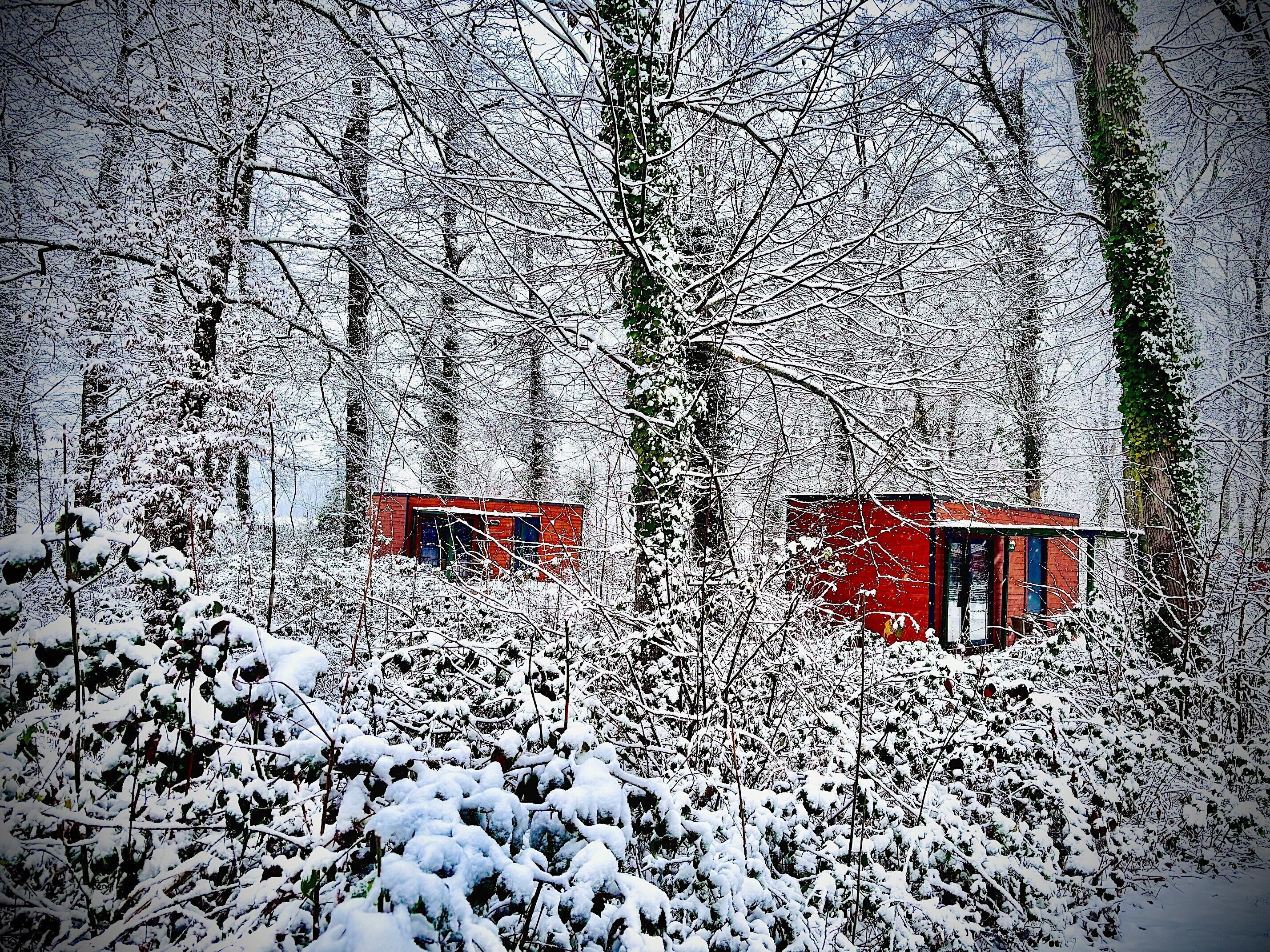 Una cabaña en un bosque nevado con árboles densos y ramas cubiertas de nieve.