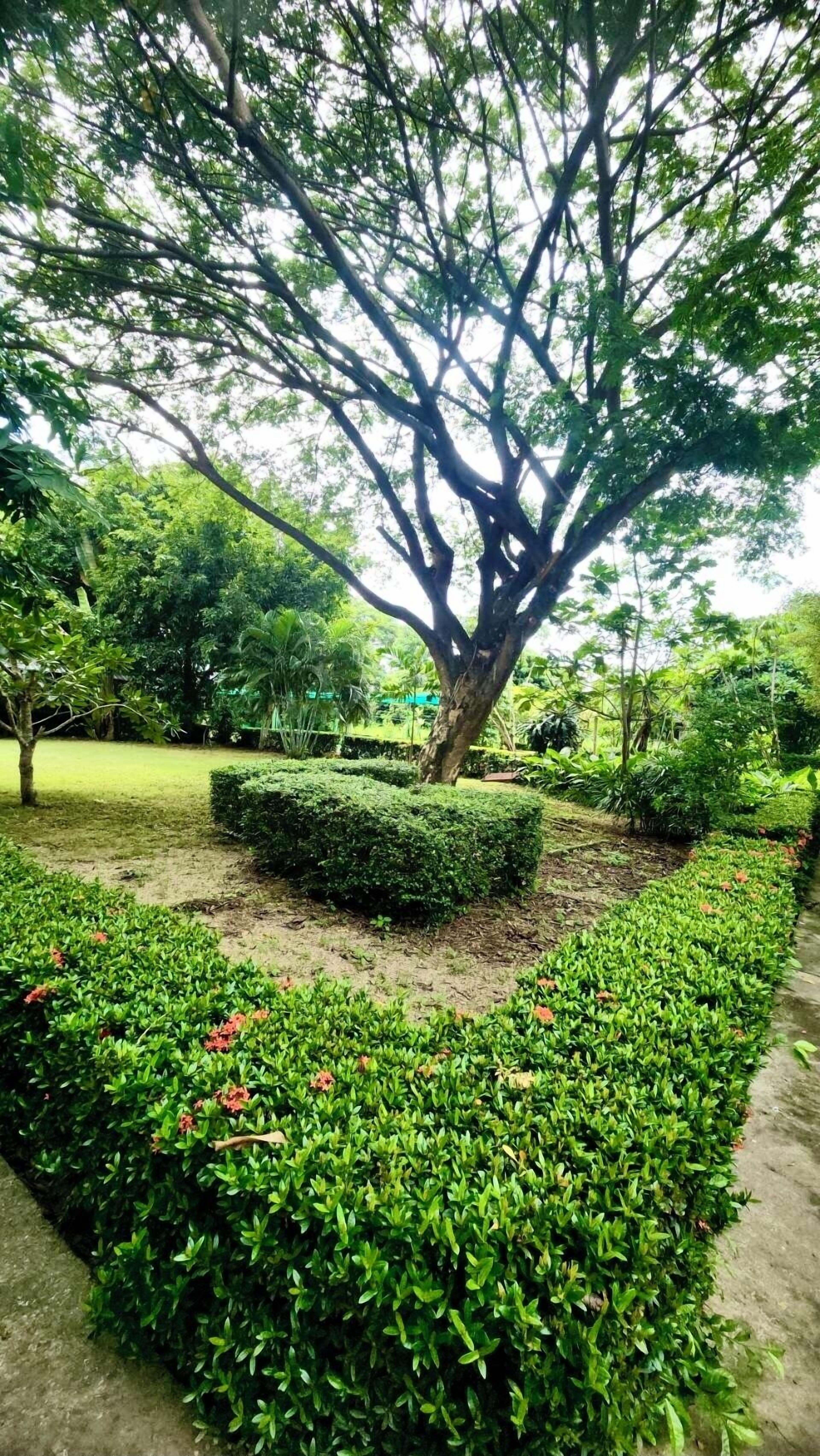 A well-maintained garden with a large tree, neatly trimmed hedges, and a variety of plants.