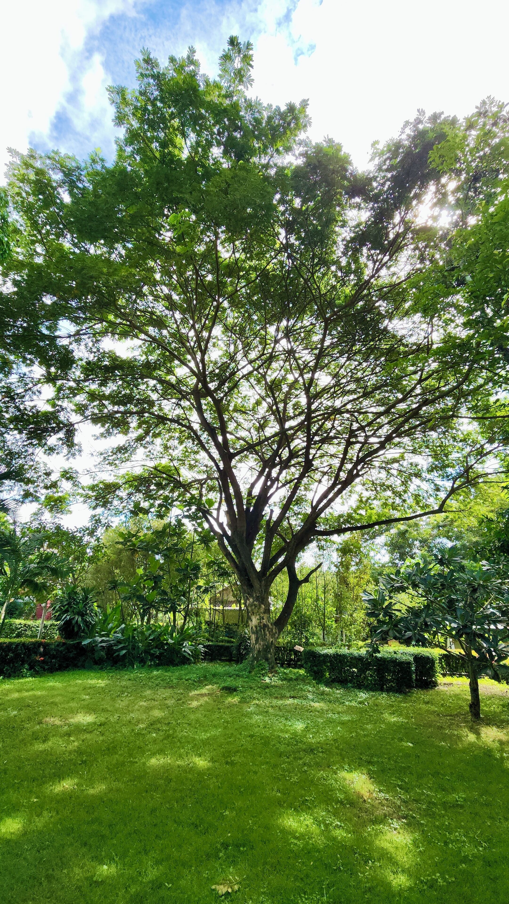 Un árbol grande con un dosel frondoso en un césped cuidado.