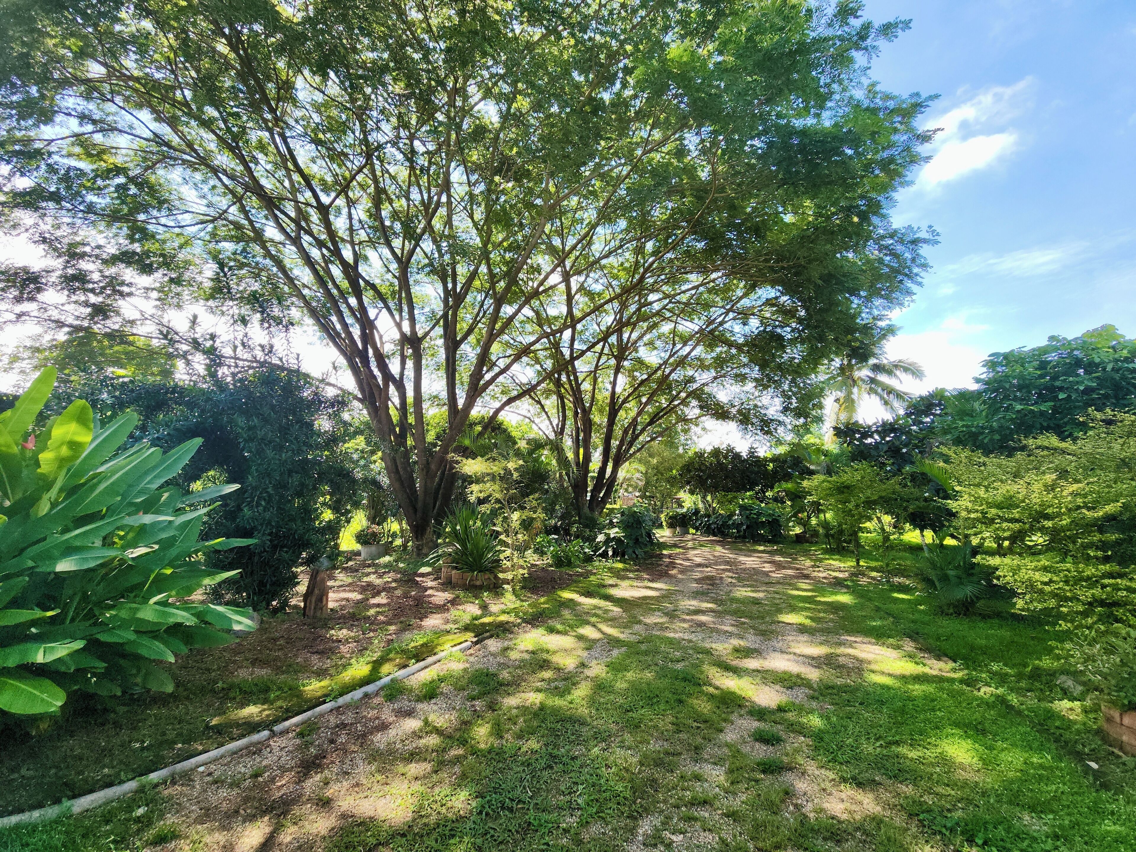 Een tuin met diverse bomen en struiken, een grindpad en een tuinslang op de grond.