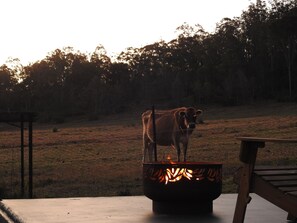 Property grounds - Charming 2-bedroom farm stay cottage in Murphys Creek  (Murphys Creek)