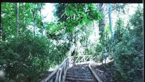 Un conjunto de escalones de madera que ascienden por una colina, rodeados de abundante vegetación y árboles.