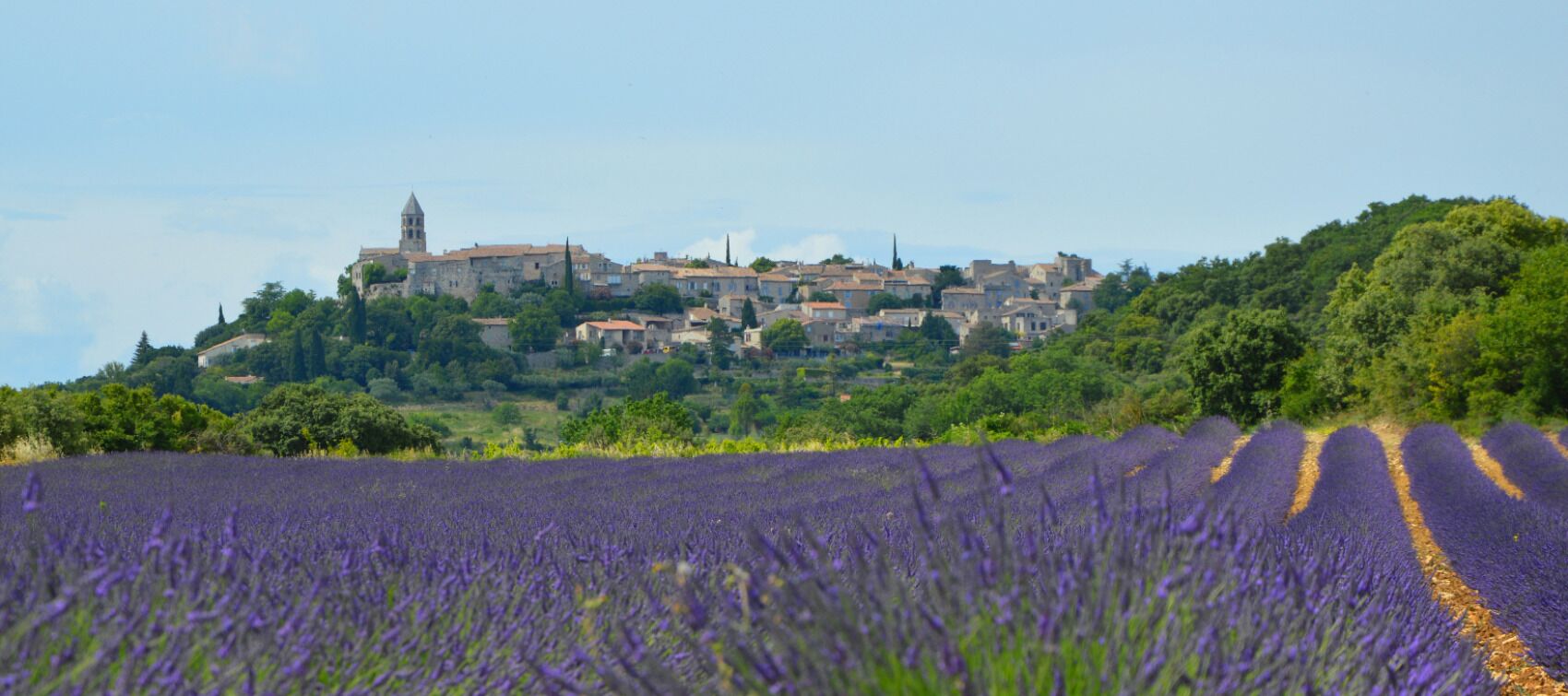Ett fält med lavendel framför en historisk stad med ett framträdande kyrktorn.