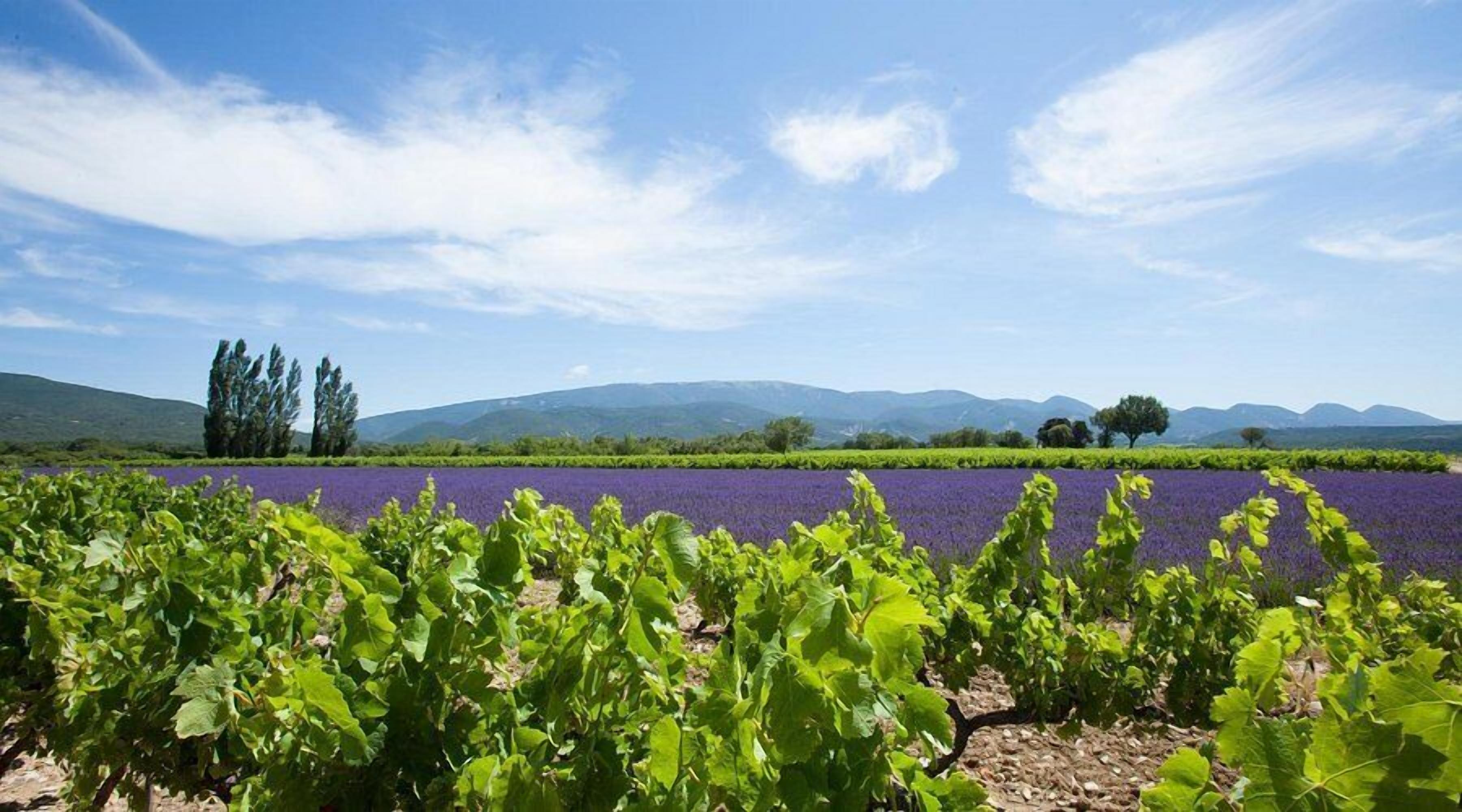 Un vigneto con filari di fiori viola e verde vegetazione sotto un cielo sereno.