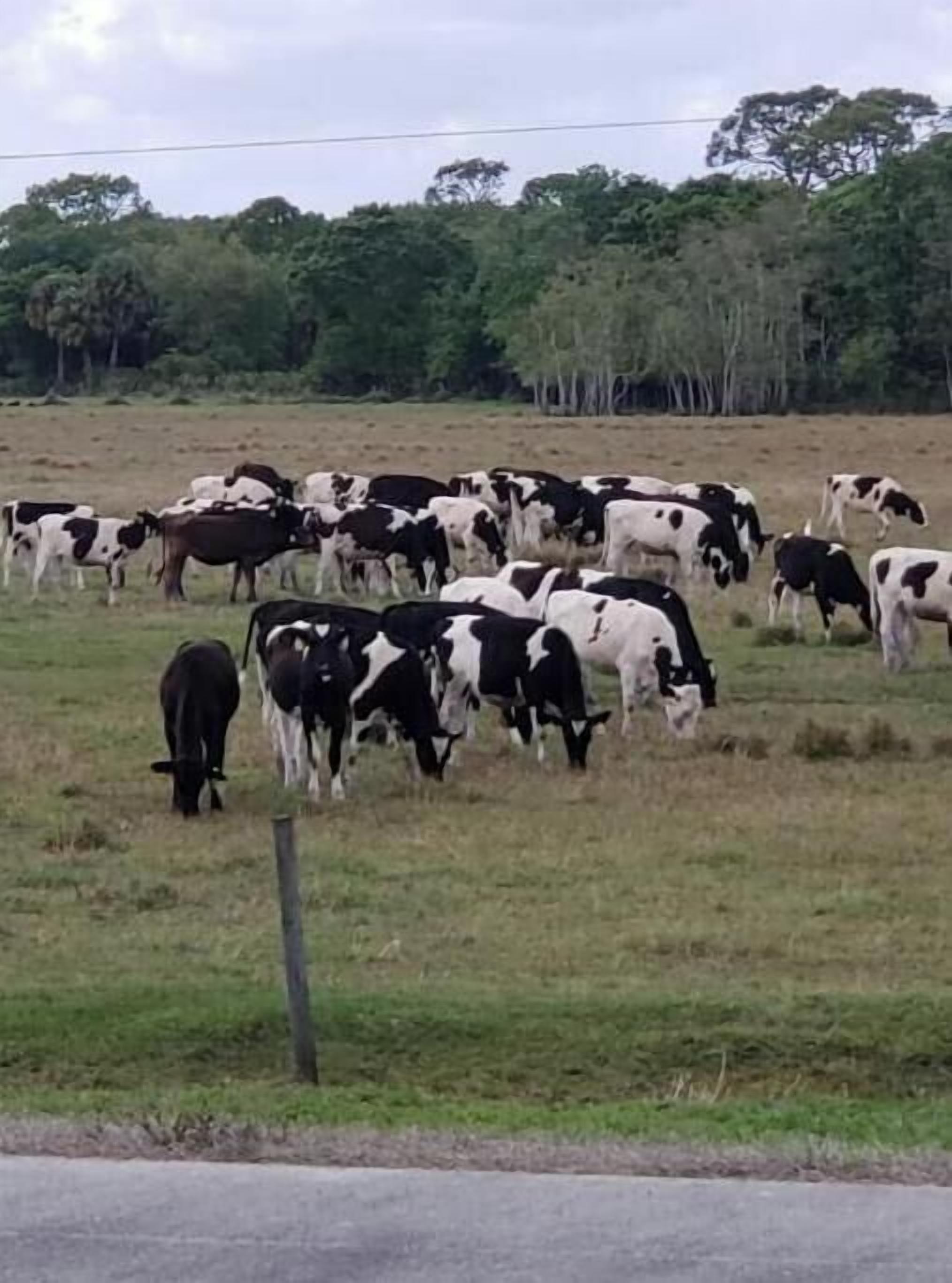 A herd of cows grazing in a field with trees in the background.