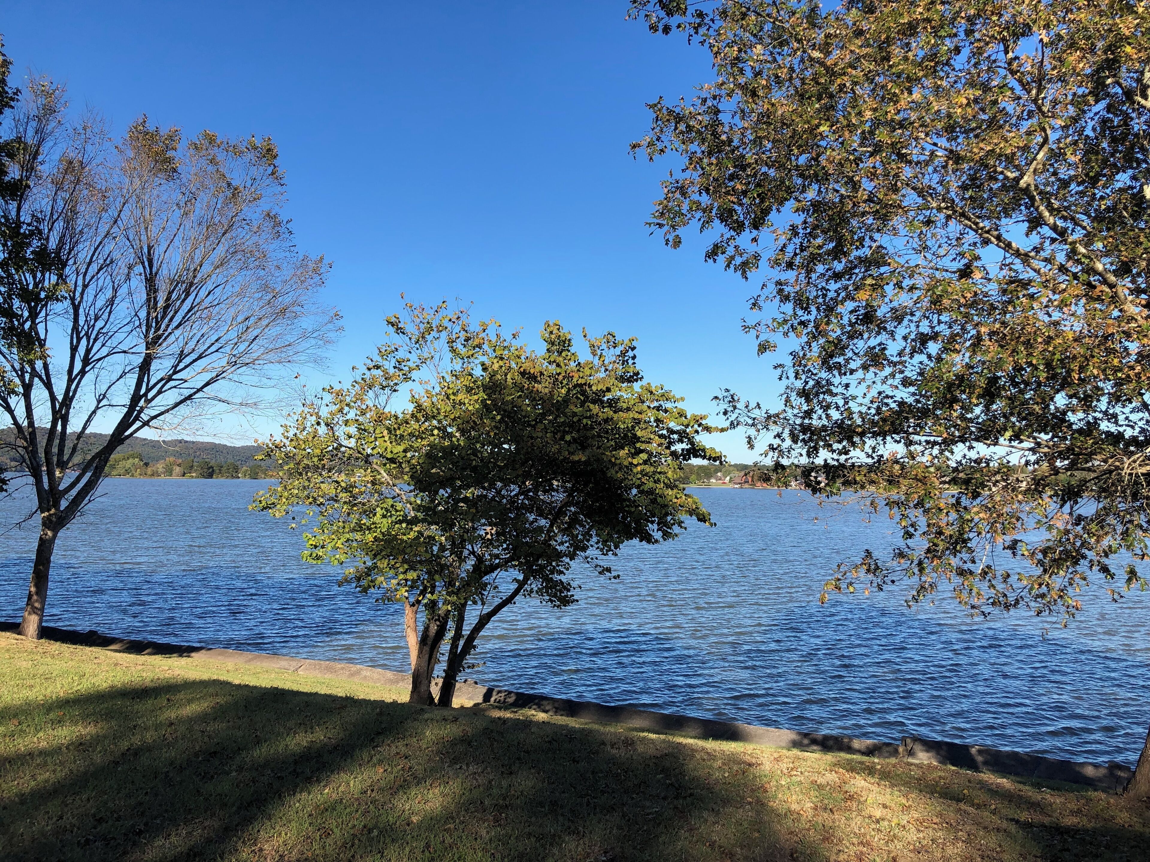 A lakeside view with trees and a clear sky.