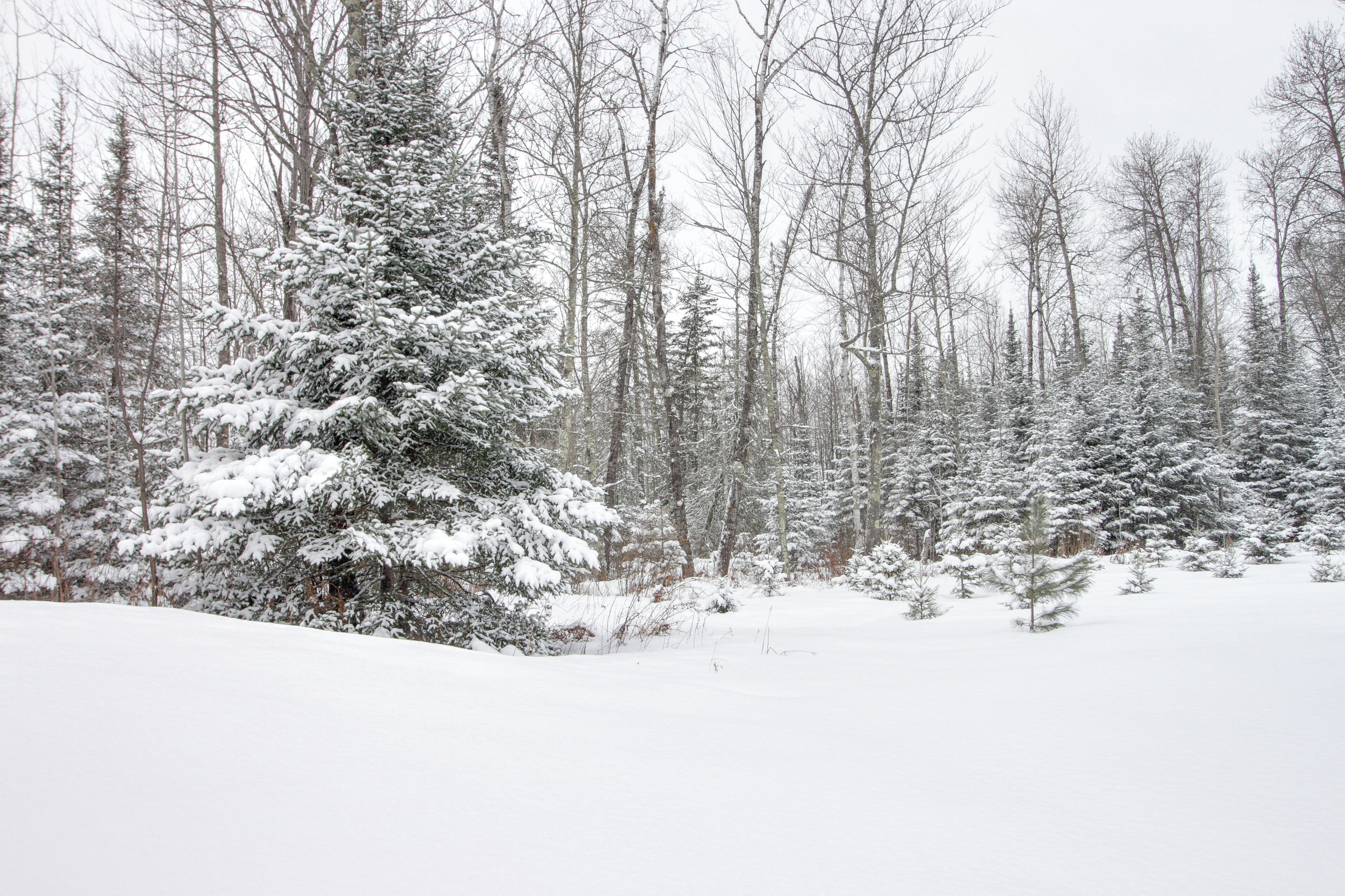 Une forêt enneigée, avec de grands arbres et un sol recouvert de neige.