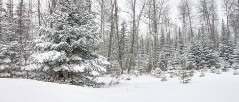 Une forêt enneigée, avec de grands arbres et un sol recouvert de neige.