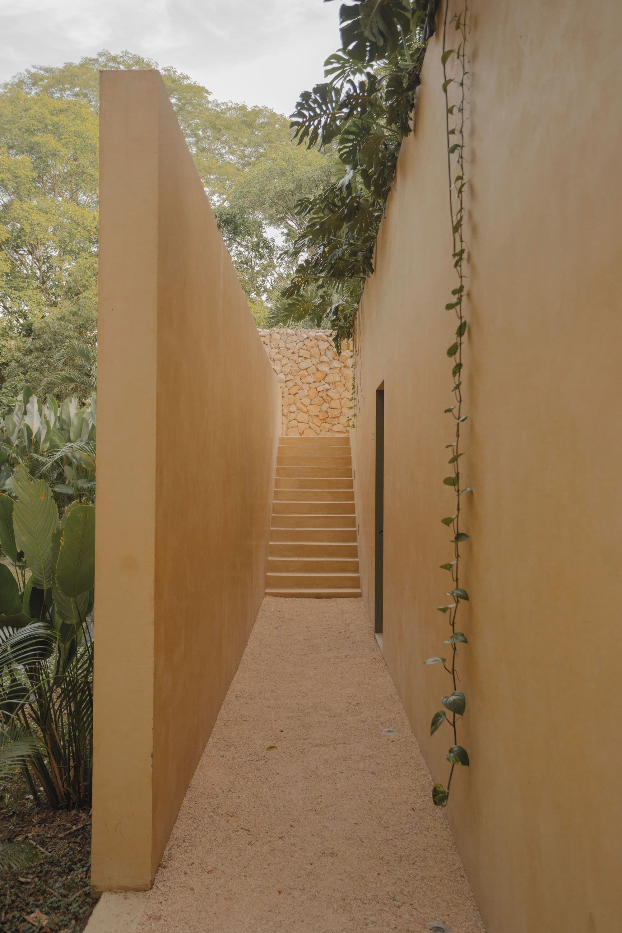 A narrow pathway leading to a staircase surrounded by walls with climbing plants.