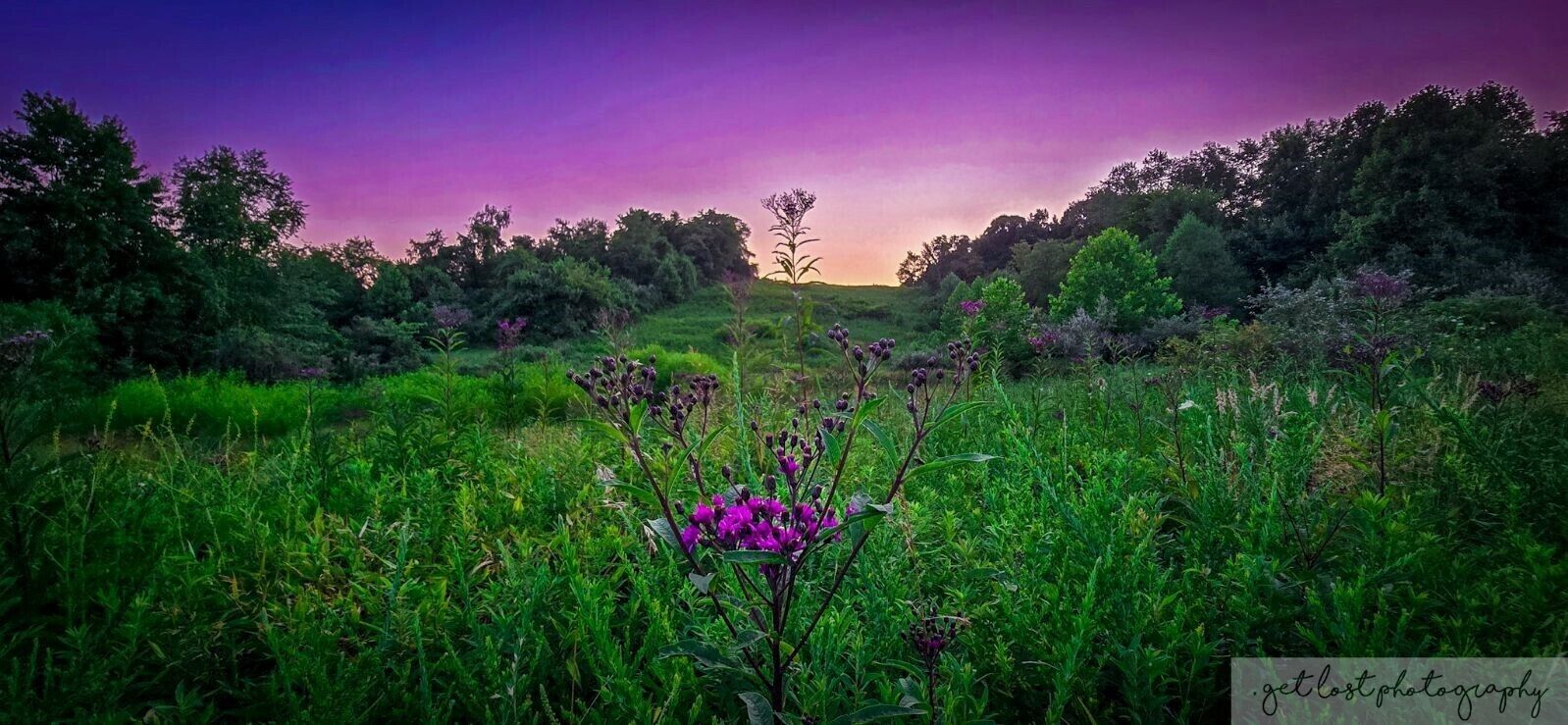 Paisaje natural con diversa vegetación verde y flores púrpuras en primer plano, bajo un cielo morado.