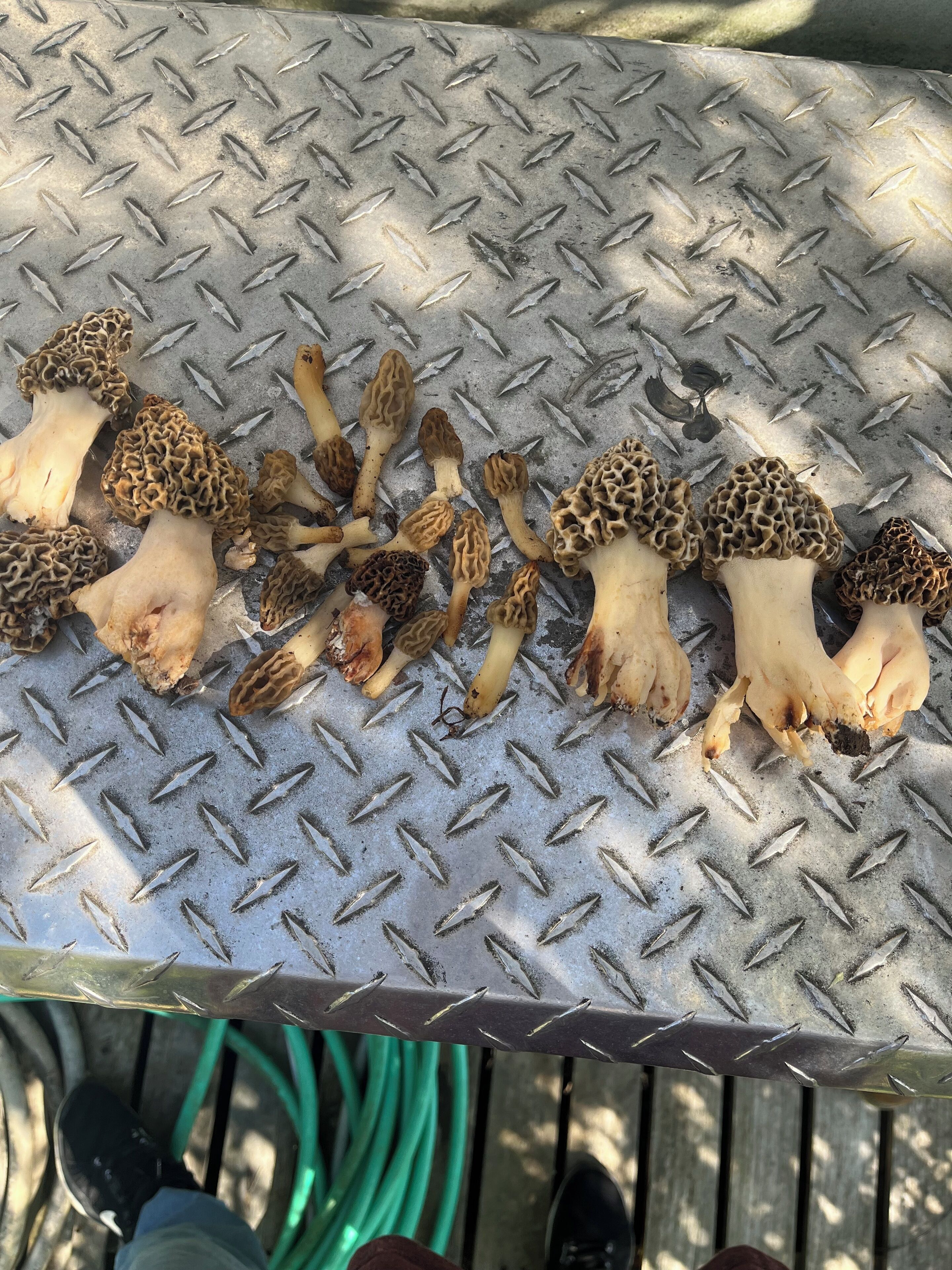A collection of morels on a metal surface.