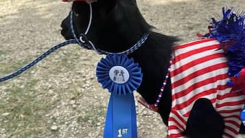 Um cão vestido com fantasia e um laço azul que indica primeiro lugar.