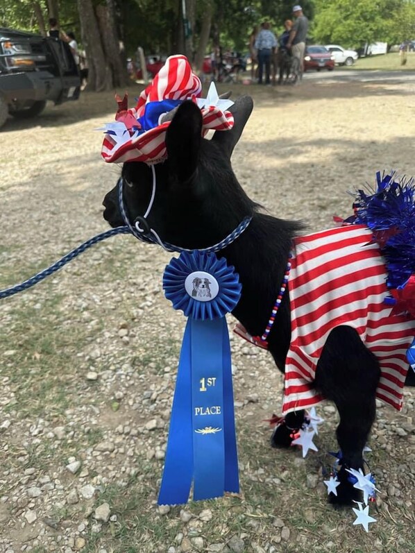 A dog in a costume with a blue ribbon indicating 1st place.