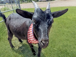 A goat with a red and white striped collar standing on grass. - Lucky Stargazer Cabin 2 | 1BR with Animals & Views (Bandera)
