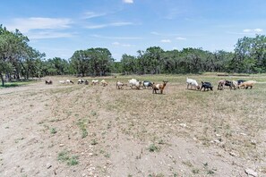 A dry, open field with a herd of goats grazing. - Lucky Shooting Star #3 | Romantic Stay Near Parks (Bandera)