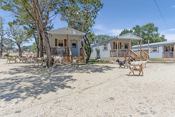 Animal lovers of all ages love the friendly ducks, goats, and chickens that populate the Lucky Star Ranch!