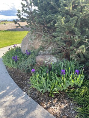 Springtime irises in the front yard - The Retreat -  Ennis, Montana and the heart of Madison Valley. Fishing Paradise. (Madison County)