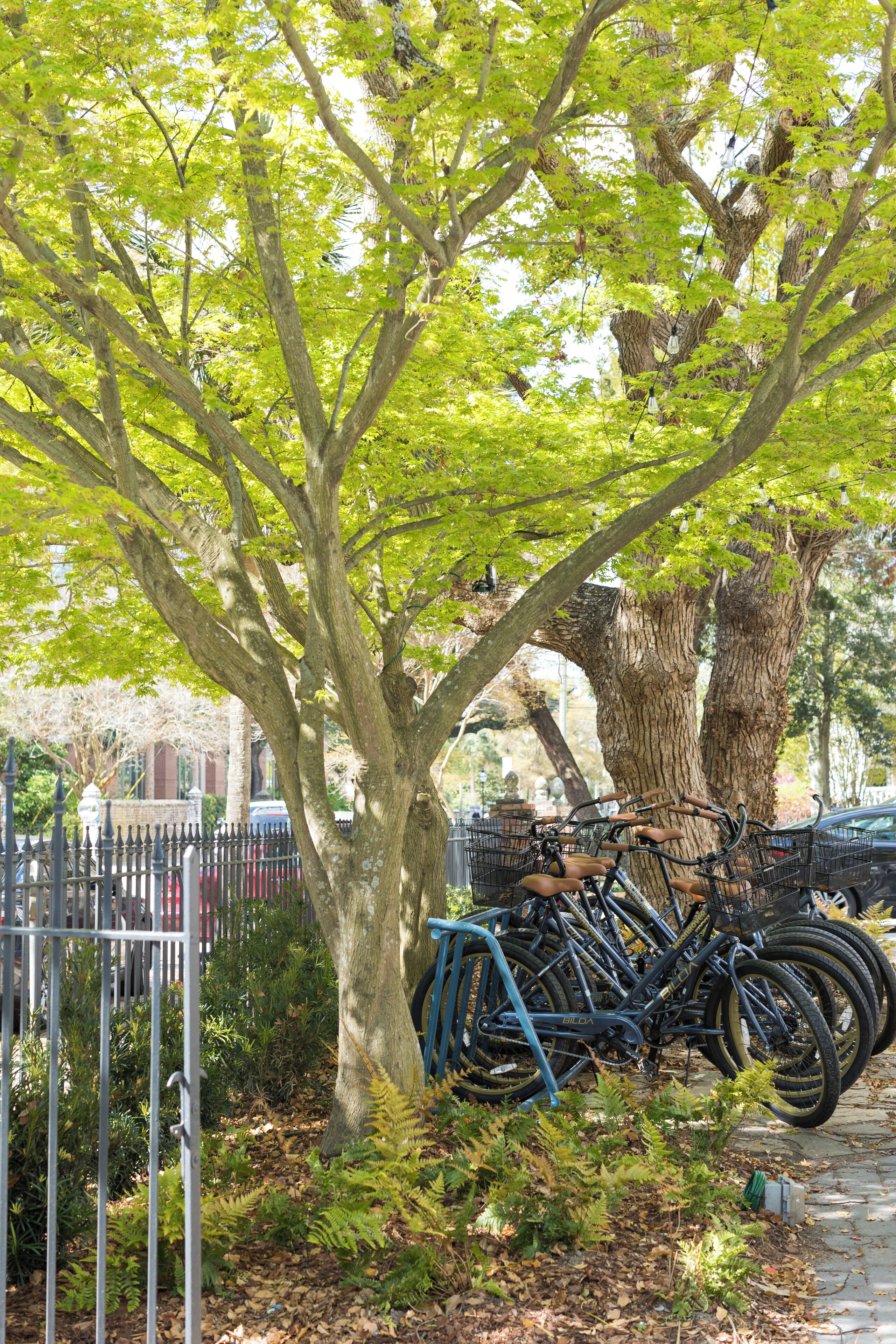A tree with bicycles parked under it.