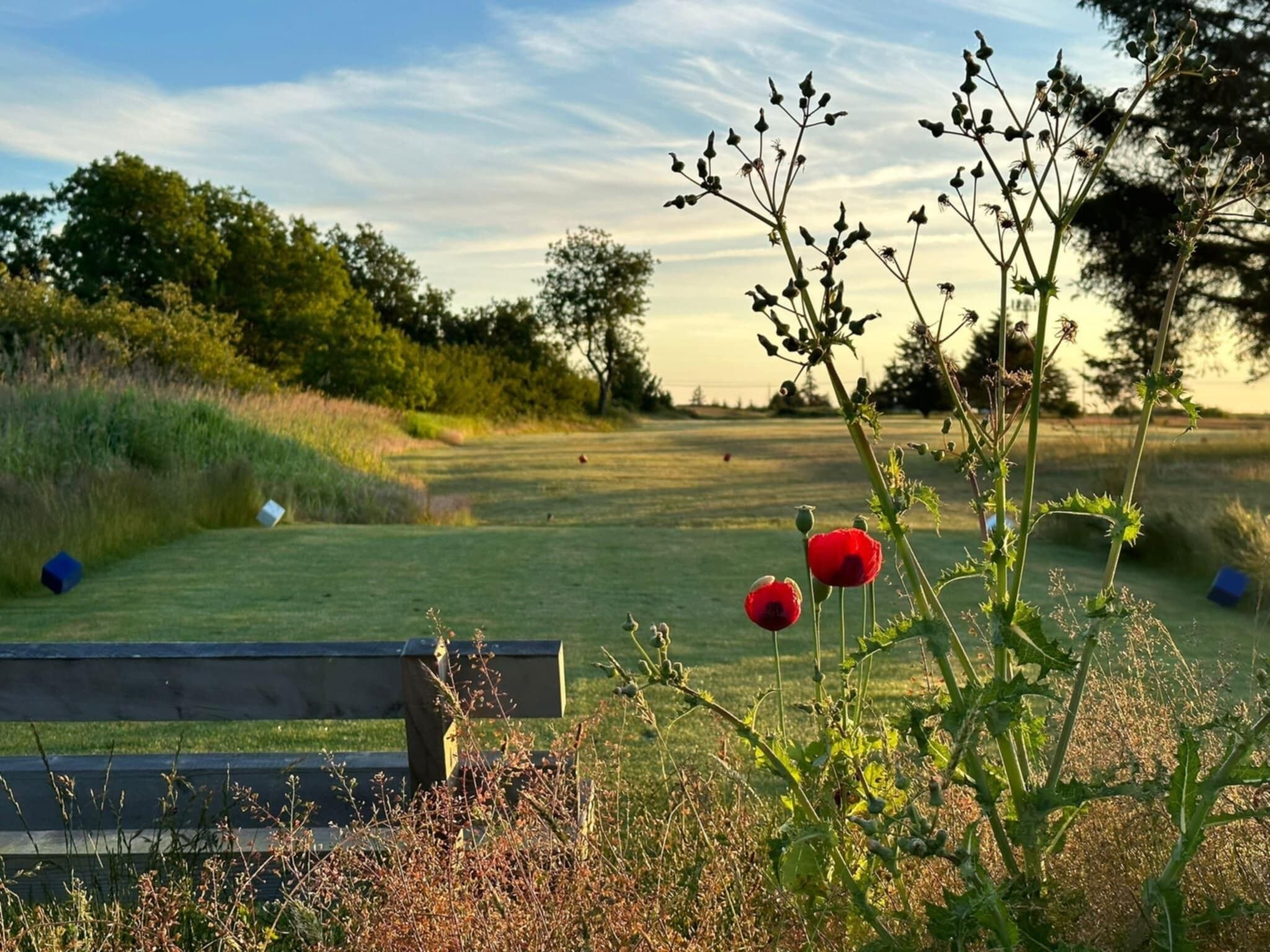 Eine Bank in einer grünen Umgebung, im Hintergrund ein Feld und Bäume.