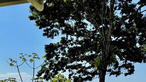 A view of a coastal landscape with a tree, a concrete structure, and a grassy area. - Casa Varandas (Ubatuba)