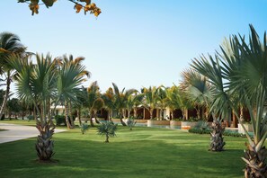 A well-maintained lawn with palm trees and a pool area.