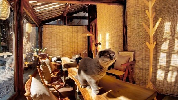 A rustic interior with a wooden table, wicker chairs, and a cat sitting on the table. - FullMoon Inn (Lijiang)