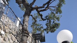 A stone staircase with metal railings, a tree, and a street lamp.