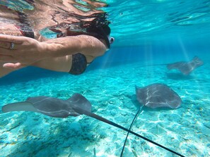 Une personne nageant sous l'eau avec des raies.