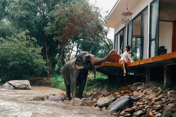 An elephant standing in a river with a person sitting on a wooden platform attached to a building. - 3Pok wake with elephants (Mae Wang)