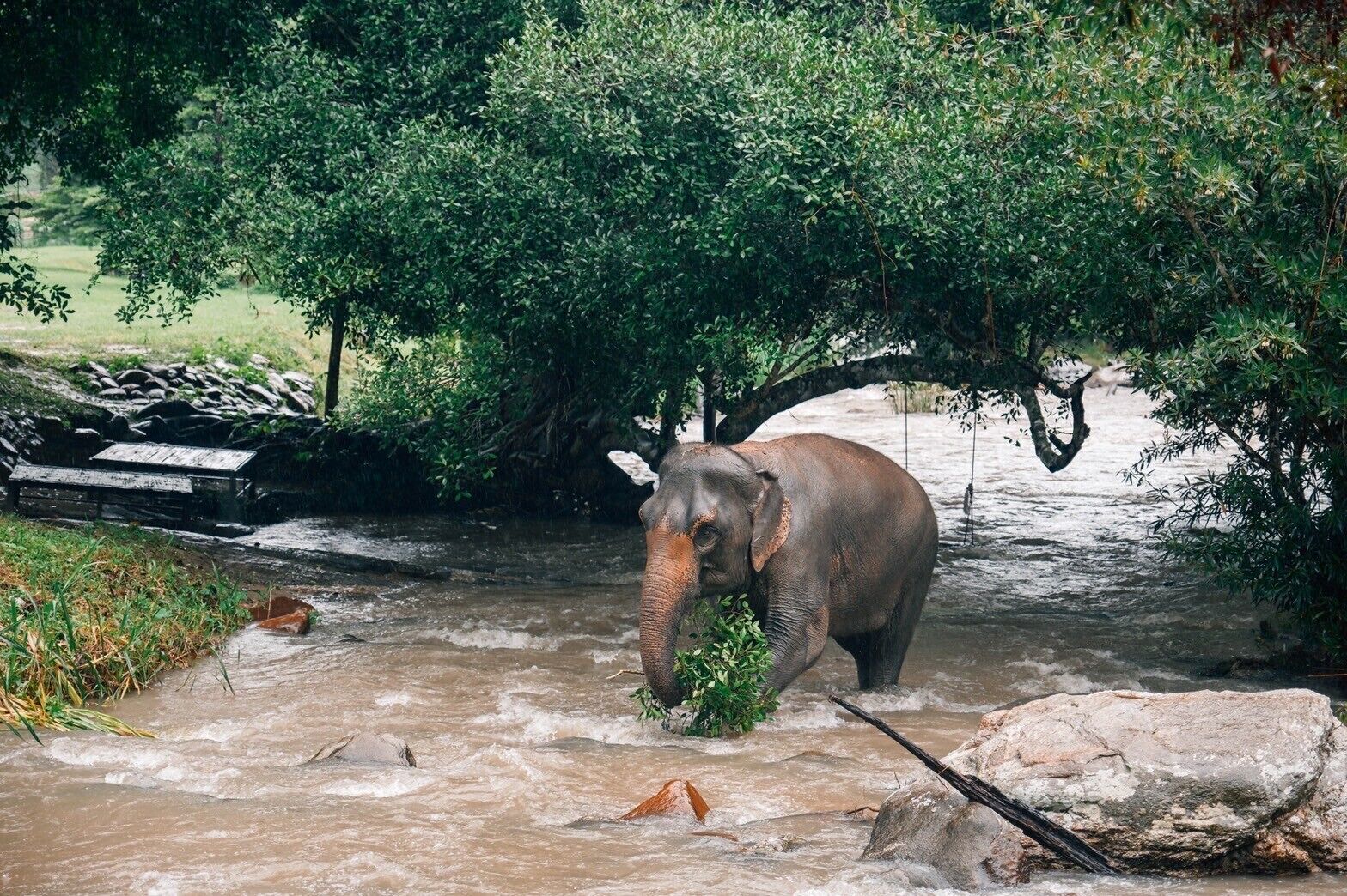 Um elefante em um rio, com árvores e uma estrutura de madeira ao fundo.