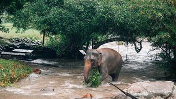 Um elefante em um rio, com árvores e uma estrutura de madeira ao fundo.