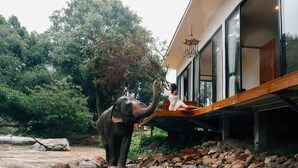 Un elefante está de pie en un arroyo cerca de un edificio con ventanas amplias y una terraza de madera.
