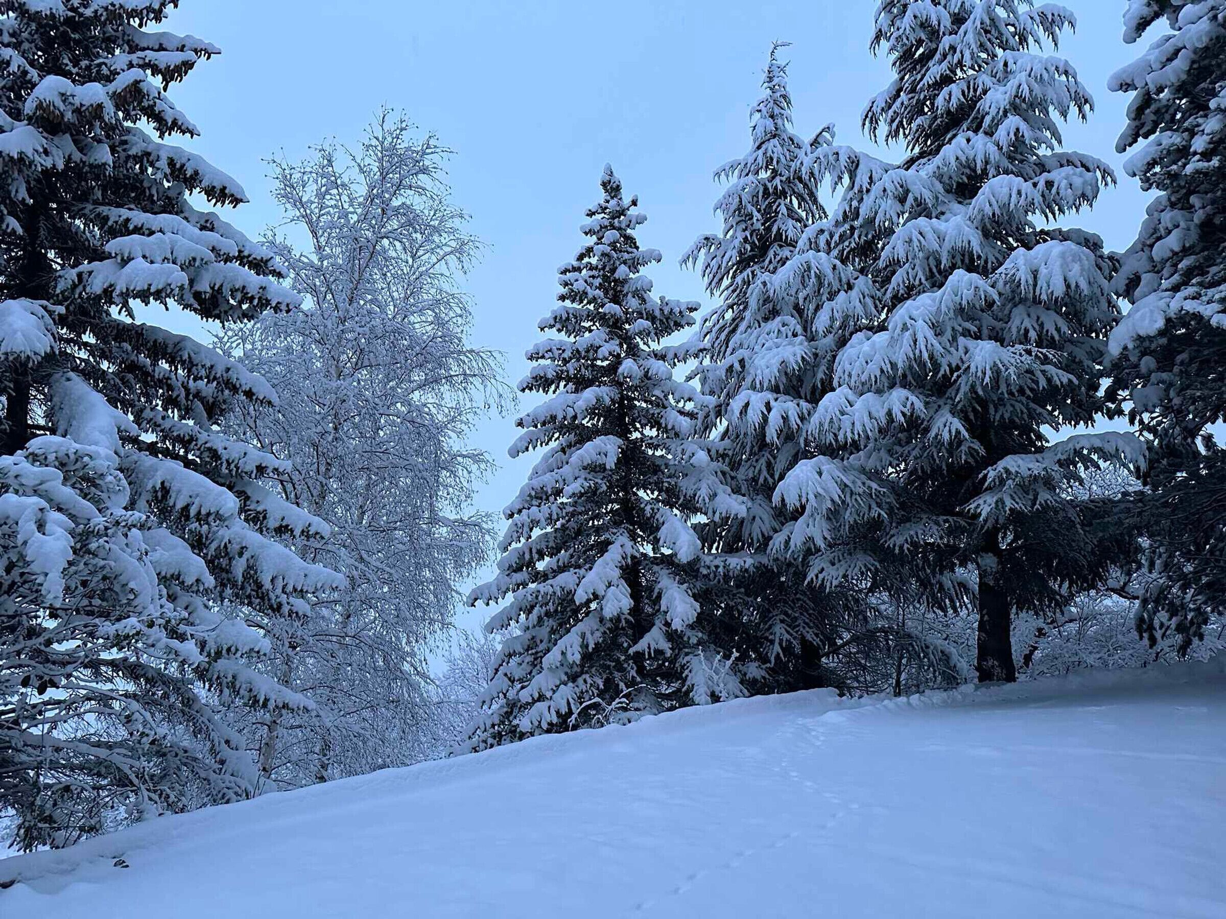A snowy landscape with dense evergreen trees.
